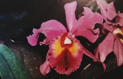 Close-up of pink flowers