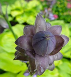 Close-up of purple flowers