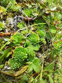 plant