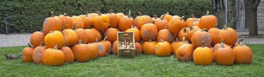 Pumpkins on field