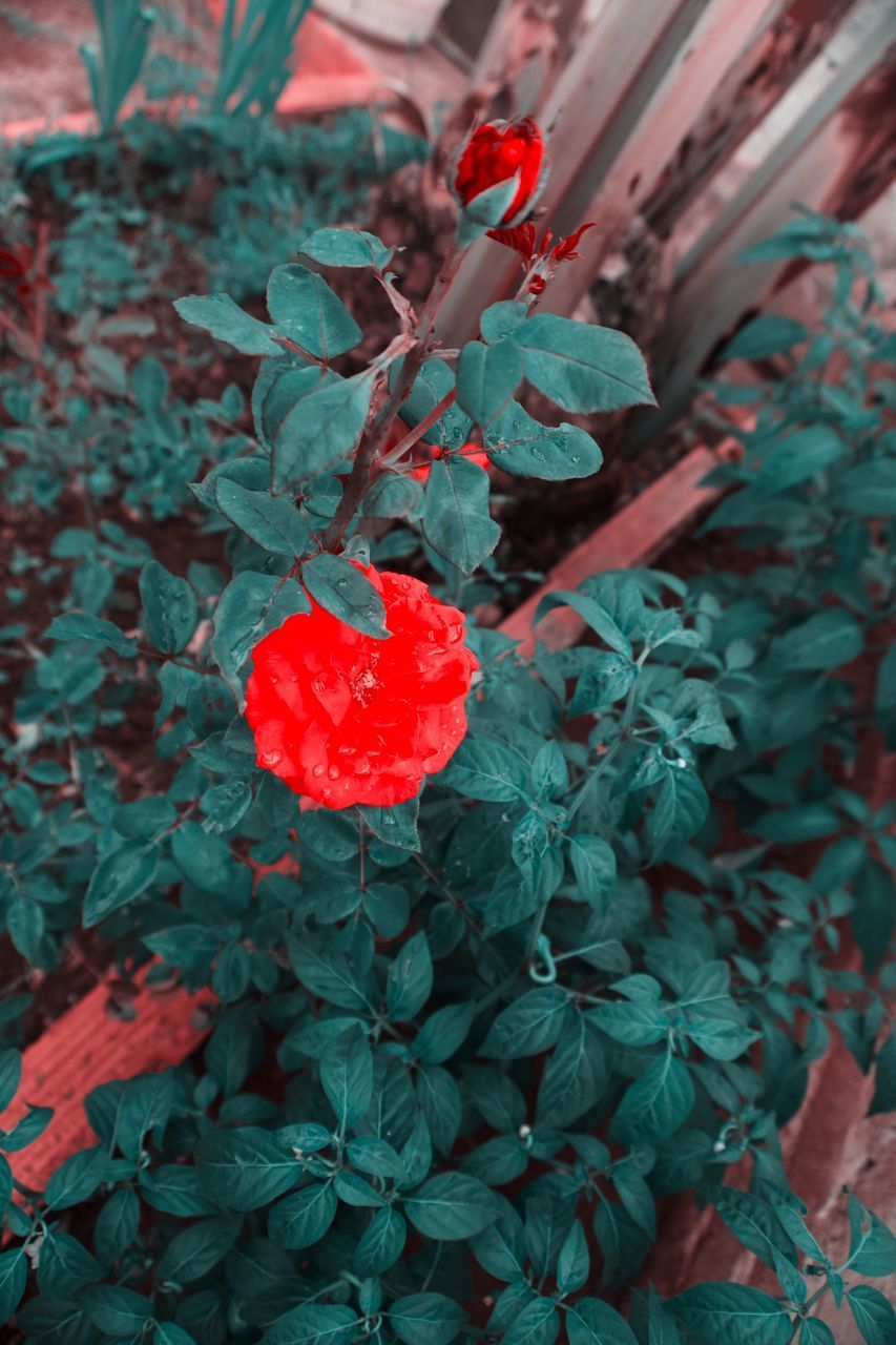 HIGH ANGLE VIEW OF RED FLOWERING PLANT IN BLOOM