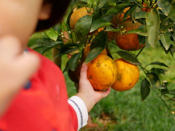 A baby girl's hand holding, collecting,  picking big ripe oranges on its branch in an orchard