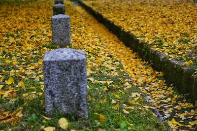 Close-up of wooden fence