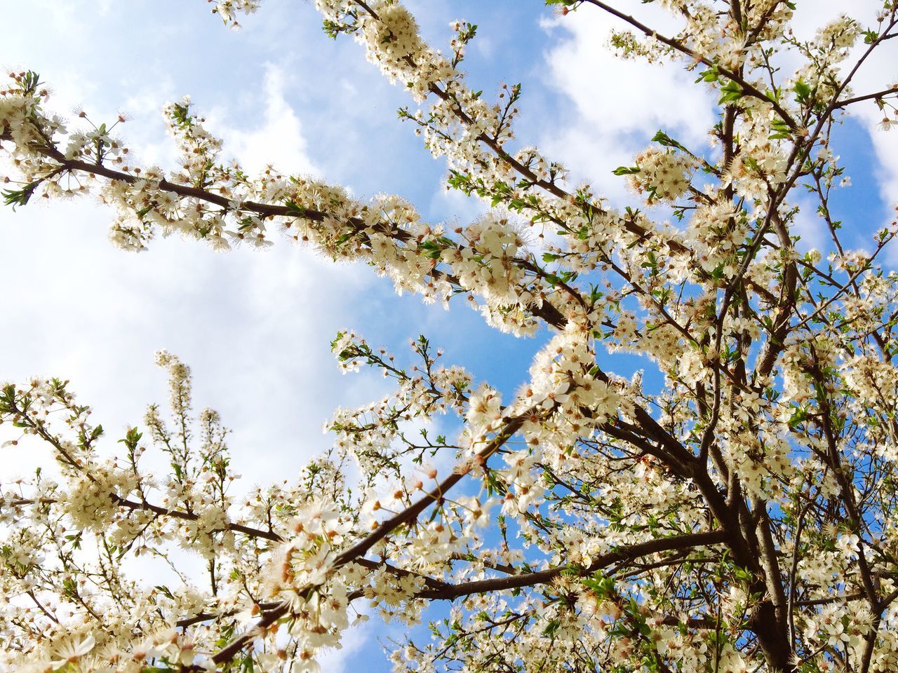 tree, low angle view, branch, sky, flower, growth, beauty in nature, nature, cloud - sky, freshness, blossom, cloud, cherry blossom, blue, fragility, springtime, tranquility, day, outdoors, cloudy
