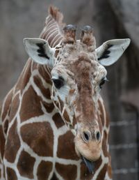 Close-up portrait of a giraffe