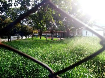 Trees in park