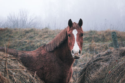 A horse looks between two bales of straw