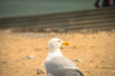 Close-up of seagull perching on a land