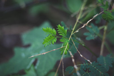 Close-up of fresh green leaves on plant in field