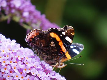 Close-up of butterfly pollinating on purple flower