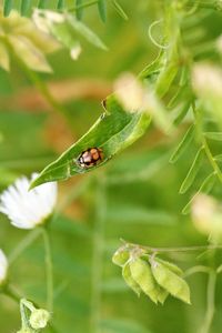 Close-up of insect on flower