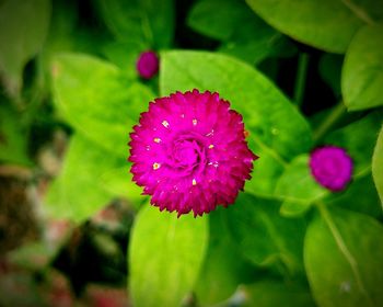 Close-up of pink flowering plant