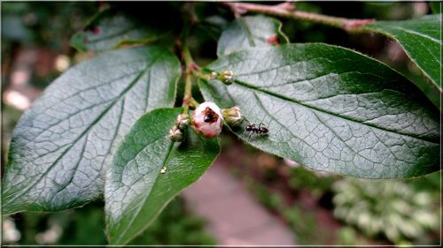 Close-up of insect on leaf