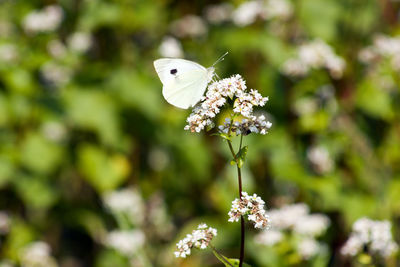 Close-up of butterfly on white flower
