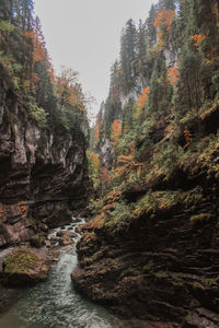 Scenic view of waterfall amidst trees