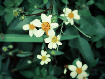 Close-up of white daisy flowers blooming outdoors