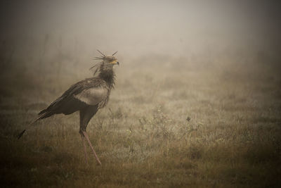 Secretary bird on field