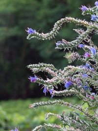 Close-up of purple flowers on branch