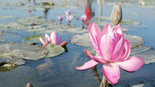 Close-up of lotus water lily in lake