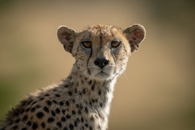 Close-up of female cheetah eyeing camera