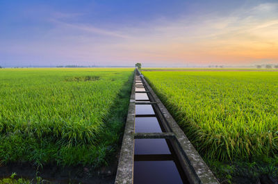 Scenic view of agricultural field against sky during sunset