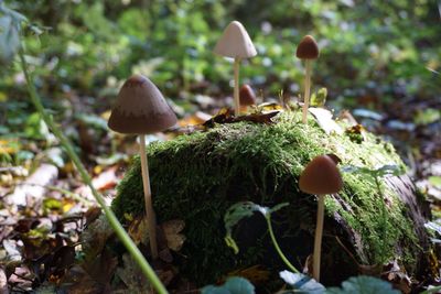 Close-up of mushrooms growing on plant