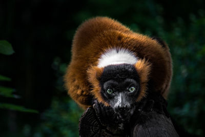 Close-up portrait of monkey