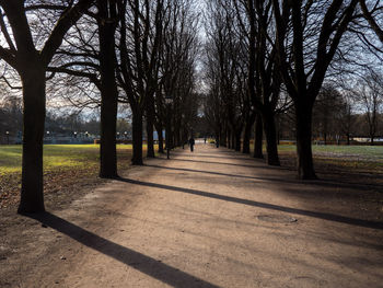 View of bare trees in park