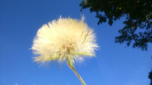 Close-up of dandelion flower against blue sky