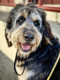 Portrait of dog at home