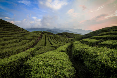 Scenic view of agricultural field against sky