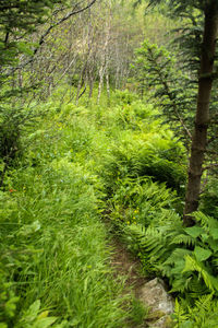 Trees in forest