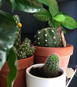 Close-up of potted plant