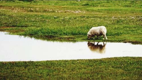 Scenic view of grassy field by lake