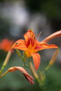 Close-up of orange lily blooming outdoors