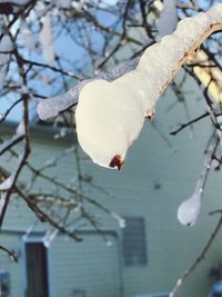 Close-up of frozen flower on tree during winter