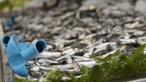 Close-up of bird on the ground