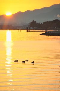 Silhouette ducks swimming on lake against sky during sunset