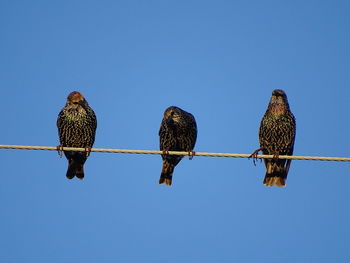 Low angle view of birds perching against clear blue sky