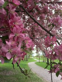 Close-up of pink cherry blossoms in spring