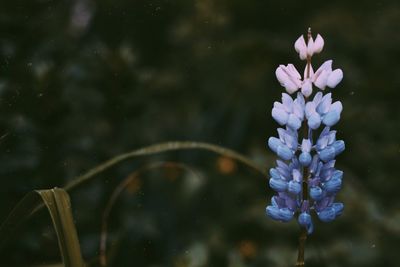 Close-up of purple flowering plant