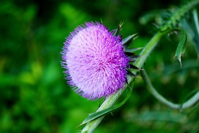 Close-up of purple thistle flower