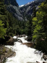 Scenic view of waterfall in forest