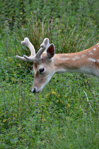 Portrait of deer