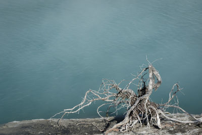 Close-up of dead tree by sea