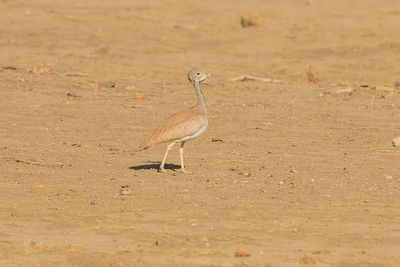 View of bird on sand
