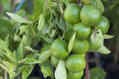 Close-up of fruits growing on tree