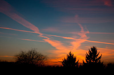 Silhouette of trees at sunset