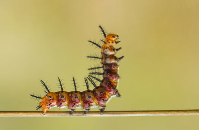 Close-up of caterpillar