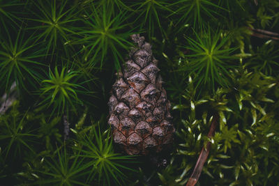 High angle view of pine cone on tree